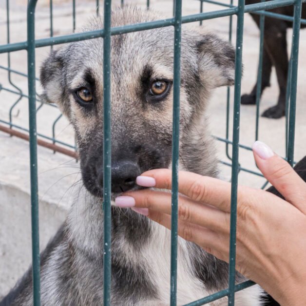 Curso de Bienestar Animal en el Transporte de Animales Vivo